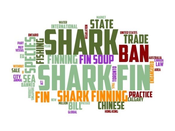 Shark Fishing Typography Wallpaper